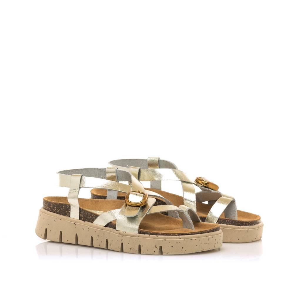 MTNG  en color ORO  (2)